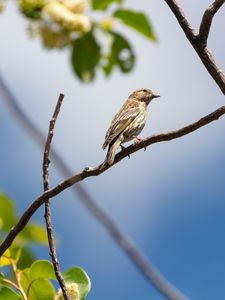 Preview wallpaper bird, feathers, branch, beak, leaves