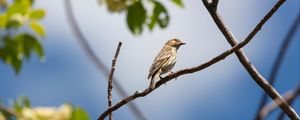 Preview wallpaper bird, feathers, branch, beak, leaves