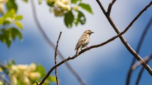 Preview wallpaper bird, feathers, branch, beak, leaves