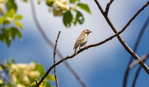 Preview wallpaper bird, feathers, branch, beak, leaves