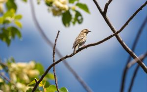 Preview wallpaper bird, feathers, branch, beak, leaves