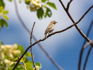 Preview wallpaper bird, feathers, branch, beak, leaves
