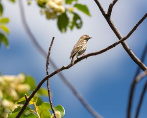Preview wallpaper bird, feathers, branch, beak, leaves