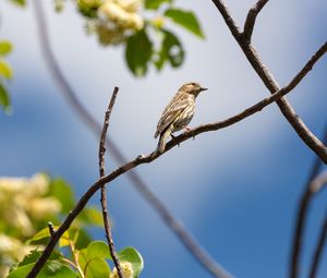 Preview wallpaper bird, feathers, branch, beak, leaves