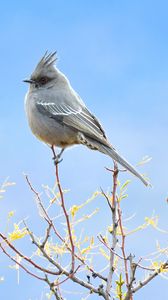 Preview wallpaper bird, feathers, branches, sky