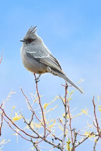 Preview wallpaper bird, feathers, branches, sky