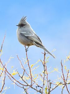 Preview wallpaper bird, feathers, branches, sky