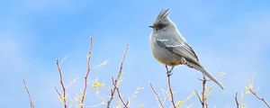 Preview wallpaper bird, feathers, branches, sky