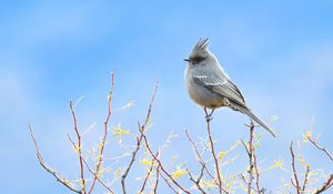 Preview wallpaper bird, feathers, branches, sky