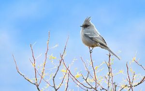 Preview wallpaper bird, feathers, branches, sky