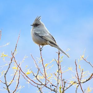 Preview wallpaper bird, feathers, branches, sky