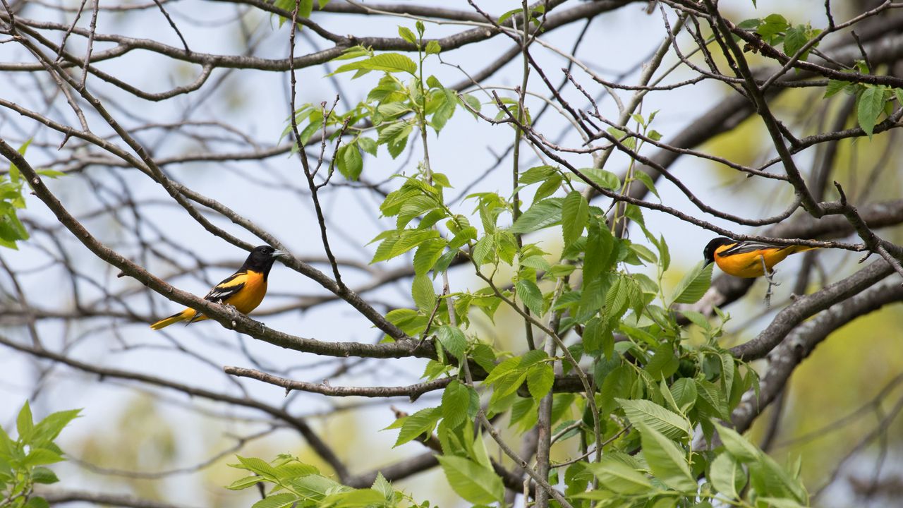 Wallpaper bird, feathers, bright, branch, leaves