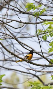 Preview wallpaper bird, feathers, bright, branch, leaves