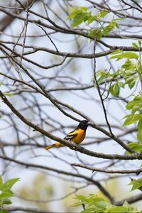 Preview wallpaper bird, feathers, bright, branch, leaves