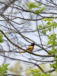 Preview wallpaper bird, feathers, bright, branch, leaves