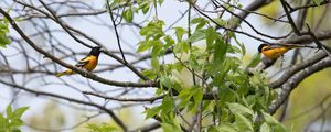 Preview wallpaper bird, feathers, bright, branch, leaves