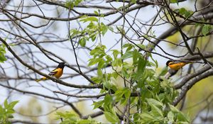 Preview wallpaper bird, feathers, bright, branch, leaves