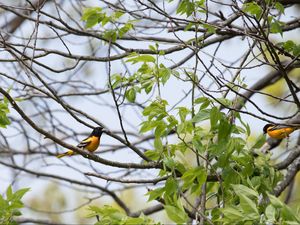 Preview wallpaper bird, feathers, bright, branch, leaves