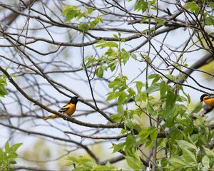 Preview wallpaper bird, feathers, bright, branch, leaves