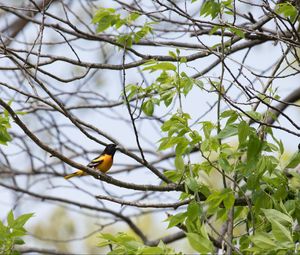 Preview wallpaper bird, feathers, bright, branch, leaves