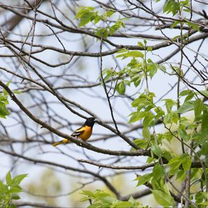 Preview wallpaper bird, feathers, bright, branch, leaves