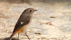 Preview wallpaper bird, feathers, brown, earth