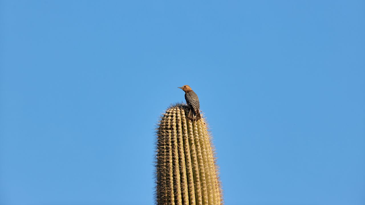 Wallpaper bird, feathers, cactus, plant, needles, wildlife