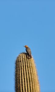 Preview wallpaper bird, feathers, cactus, plant, needles, wildlife