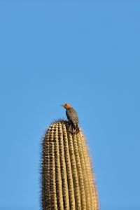 Preview wallpaper bird, feathers, cactus, plant, needles, wildlife