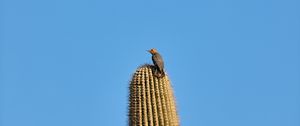 Preview wallpaper bird, feathers, cactus, plant, needles, wildlife