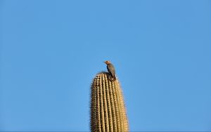 Preview wallpaper bird, feathers, cactus, plant, needles, wildlife