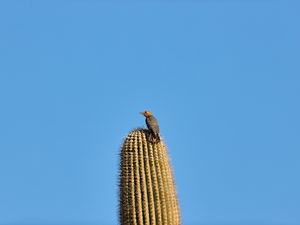 Preview wallpaper bird, feathers, cactus, plant, needles, wildlife