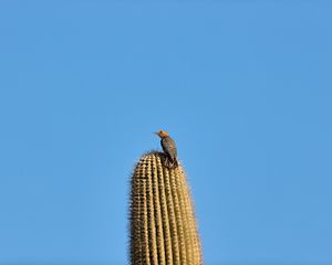 Preview wallpaper bird, feathers, cactus, plant, needles, wildlife