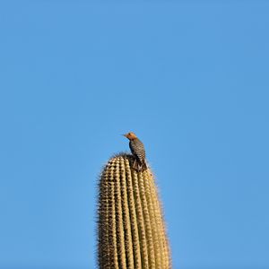 Preview wallpaper bird, feathers, cactus, plant, needles, wildlife