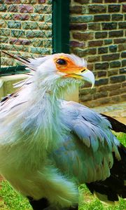 Preview wallpaper bird, feathers, color, light