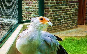 Preview wallpaper bird, feathers, color, light