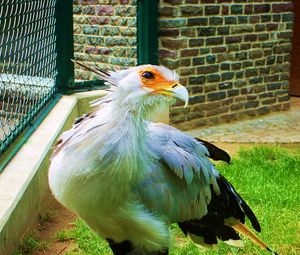 Preview wallpaper bird, feathers, color, light