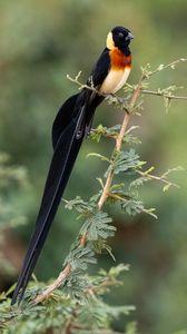 Preview wallpaper bird, feathers, tail, branch, nature, forest