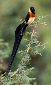 Preview wallpaper bird, feathers, tail, branch, nature, forest