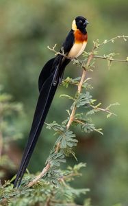 Preview wallpaper bird, feathers, tail, branch, nature, forest