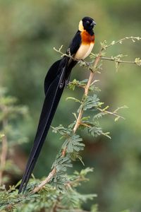 Preview wallpaper bird, feathers, tail, branch, nature, forest