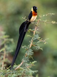 Preview wallpaper bird, feathers, tail, branch, nature, forest