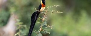 Preview wallpaper bird, feathers, tail, branch, nature, forest