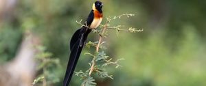 Preview wallpaper bird, feathers, tail, branch, nature, forest