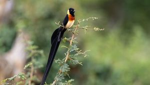 Preview wallpaper bird, feathers, tail, branch, nature, forest