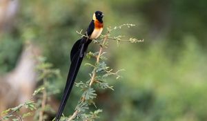 Preview wallpaper bird, feathers, tail, branch, nature, forest