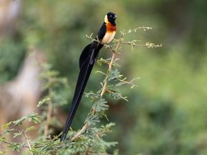 Preview wallpaper bird, feathers, tail, branch, nature, forest