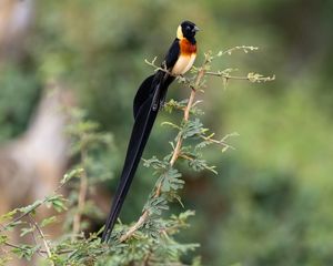 Preview wallpaper bird, feathers, tail, branch, nature, forest