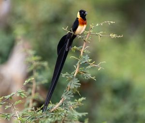 Preview wallpaper bird, feathers, tail, branch, nature, forest