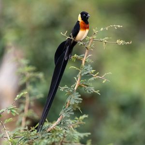 Preview wallpaper bird, feathers, tail, branch, nature, forest